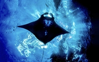 established scuba diving business - 1